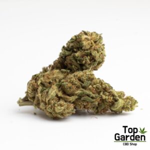 Cogollo CBD Blue Gelato