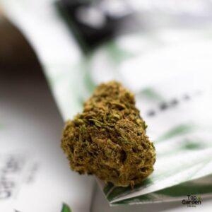 Flor CBD OG Kush